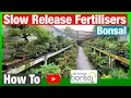 How To Feed Bonsai Slow Release Fertiliser
