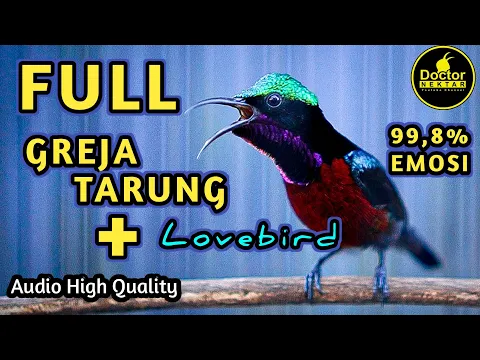 Download MP3 KOLIBRI NINJA GACOR FULL ISIAN TEMBAKAN GEREJA TARUNG DAN LOVEBIRD COCOK BUAT MASTERAN KONIN BAHAN