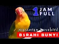 Download Lagu Masteran Lb Betina Birahi Bunyi Buat Pancingan Lb Jantan Birahi \u0026 Lb Betina Birahi Auto Jebol Birahi