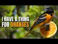 Download Lagu Cara Menarik Burung Baltimore Oriole ke Tempat Makan Burung di Halaman Belakang Rumah Anda