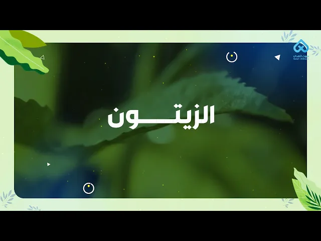 النباتات في القرآن | الزيتون 09