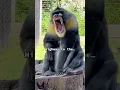 Meet Demitri He is one of only 7 male mandrills is the U S A