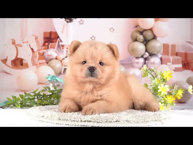 動画