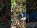 Download Lagu PANEN KOPI ROBUSTA KOPISTA INDONESIA | CENGGIRING LAMPUNG BARAT