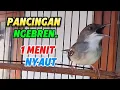 Download Lagu ciblek kristal gacor dor ngebren