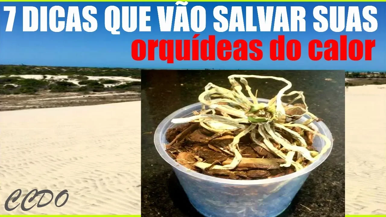 COMO CUIDAR DE ORQUÍDEAS NO VERÃO CCDO