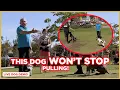 HOW TO STOP DOG PULLING DOG TIPS