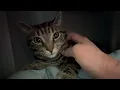 Bartholomew - gentle quite sweetheart