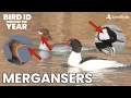 Identifying Common vs Red-breasted vs Hooded Mergansers Waterfowl Identification Pt 6