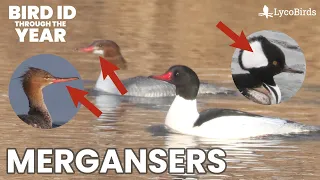 Identifying Common vs Red-breasted vs Hooded Mergansers Waterfowl Identification Pt 6