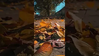 يا رايح   فضل شاكر   دندنها