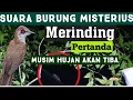 Download Lagu SEREM SUARA BURUNG MALAM HARI Selain BURUNG HANTU   Bikin merinding ...Scary nightbird Chirping