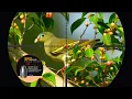 WOW BERBURU PUNAI BERDATANGAN DI MUSIM BUAH BUAHAN BAKAU UNIT MILIK PAK JACK ETHAN
