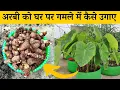 Download Lagu घर पर गमले में अरबी कैसे उगाए | Gamle Me Arbi Kaise Ugaye | How To Grow Taro (Arbi) Plant In Pot