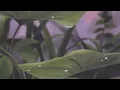 hurts like you - koe wetzel (slowed + reverbed)