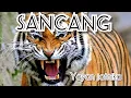 Download Lagu Sancang yayan jatnika