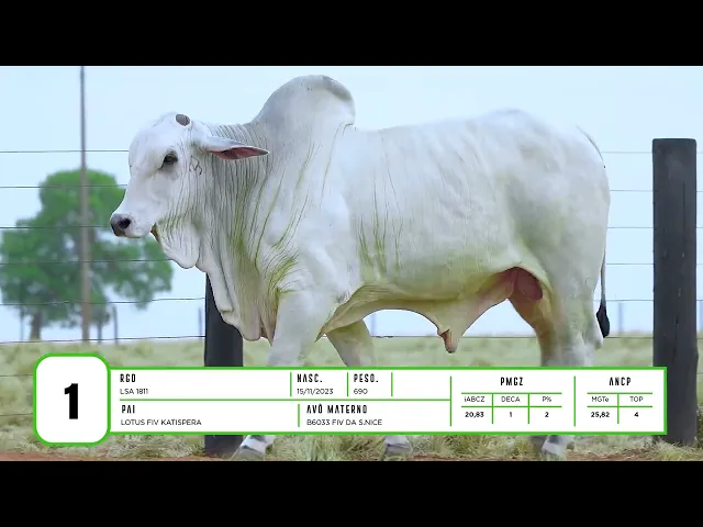 Touro Nelore LSA - 1811