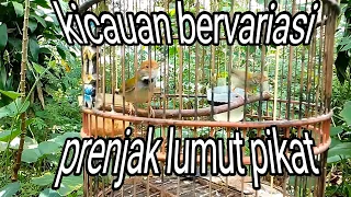 prenjak pikat gacor prenjak lumut tarung