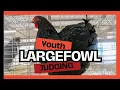 Youth Largefowl - 2025 Virtual Show