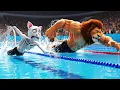 Download Lagu Skinny Cat Wins Diving Olympic Championship to Save his crush – Heartwarming Story Ever!