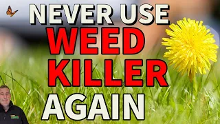 Download How to get rid of weeds without weed killer // Dandelions clover plantain daisy chickweed MP3