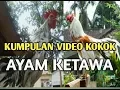 Download Lagu KUMPULAN VIDEO KOKOK AYAM KETAWA