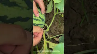 What Is The Effect Of Inserting A Toothpick Into The Stem Of A Watermelon 