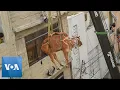 Download Lagu Cows Hoisted From Rooftop Ahead of Eid al-Adha in Pakistan