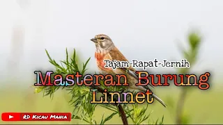 Download Suara / Masteran Burung LINNET | Cocok Buat Kenari, Murai batu, Cucak ijo MP3