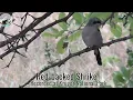 Download Lagu Burung penyanyi super bertopeng dengan rentang nada yang lengkap! Shrike Punggung Merah