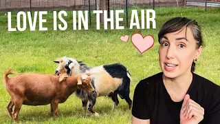 Breeding Season Is Getting OUT OF CONTROL!