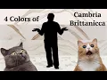 4 Colors of Cambria Brittanicca Quartz