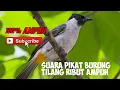 Suara Pikat burung tilang ribut paling ampuh
