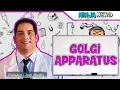 Golgi Apparatus Structure Function