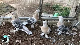 حمام تكالا تكلا تركي صابوني شمعي مسكي 