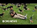 Beagles get first taste of freedom after relocation from controversial breeding facility