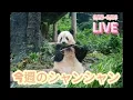 Download Lagu 今週のシャンシャン