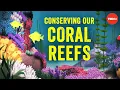 Conserving our spectacular vulnerable coral reefs - Joshua Drew
