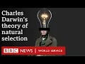What is Charles Darwin s theory of evolution - BBC World Service