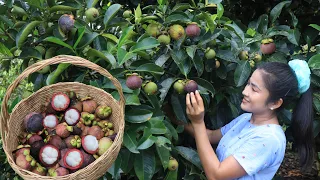 Where Can I Buy Mangosteen - http://tinyurl.com/Where-Can-I-Buy-Mangosteen Looking to buy Mangosteen. 
