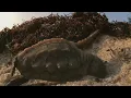 Mac Miller: Watching Movies With the Sound Off (Visual Album) [4KUHD]