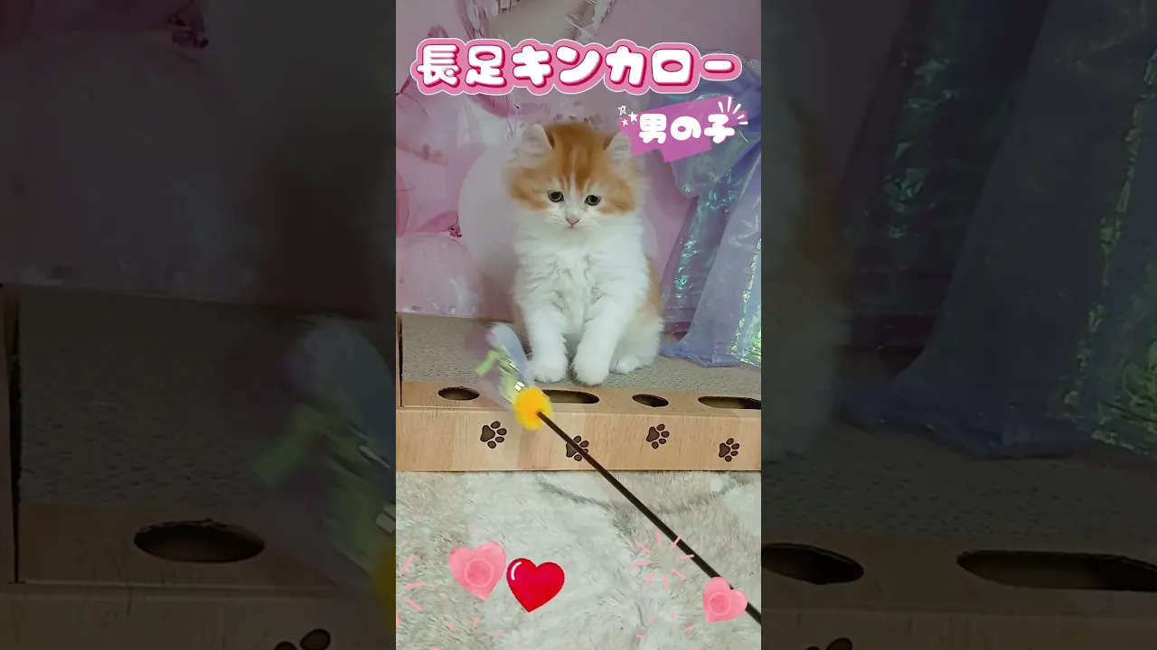 動画