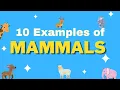 10 Examples of Mammals Educational for Kids