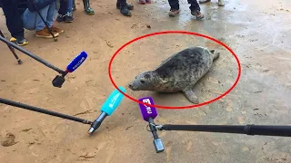 animals are the ultimate source of comedy new funniest animals videos