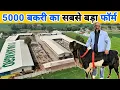Download Lagu 5000 बकरी का हाईटेक फॉर्म | Biggest 5 Star Goat Farm | Yuvaan Agro