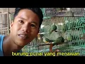 Download Lagu REVIEW BURUNG WALIK RATU//PUNAI KEPALA PINK