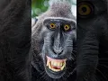 Lagu Watch: monkey laughing