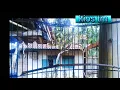 Download Lagu king konin gacor 2023 | cocok buat pancingan konin macet auto bunyi #burungkolibri #Hummingbird