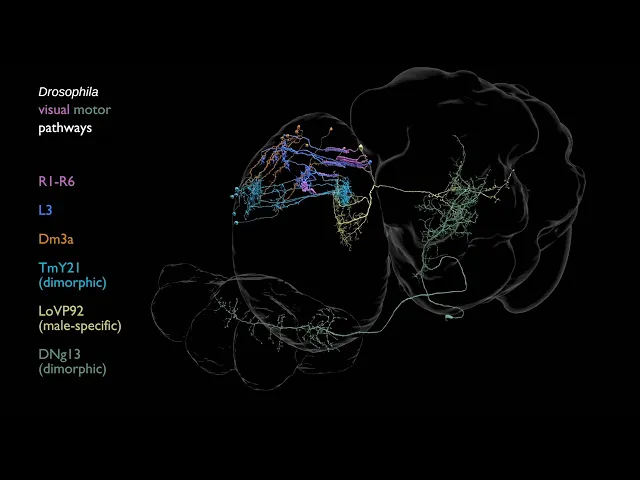 5 amazing visuals show how the male fruit fly’s brain map is advancing neuroscience