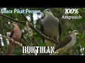 Download Lagu SUARA PIKAT PERGAM // MANJUR